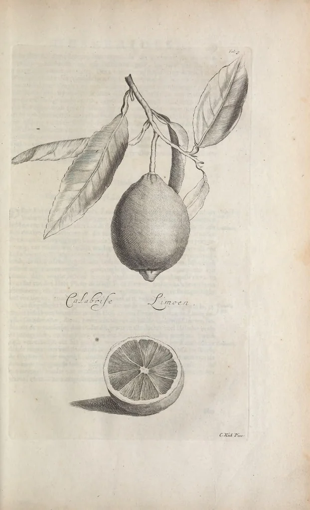 An illustration from De koninglycke hovenier aanwyzende de middelen om boomen : bloemen en kruyden te zaayen, planten, aen queeken en voort teelen : met konstige koperen platen verciert, 1676, leaf 323