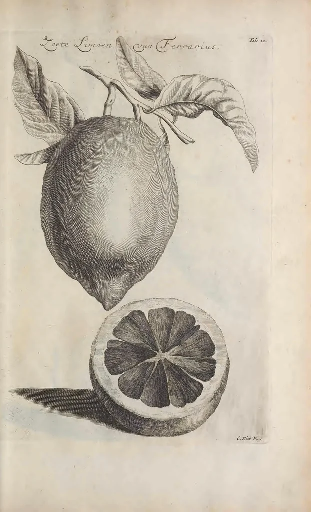 An illustration from De koninglycke hovenier aanwyzende de middelen om boomen : bloemen en kruyden te zaayen, planten, aen queeken en voort teelen : met konstige koperen platen verciert, 1676, leaf 327