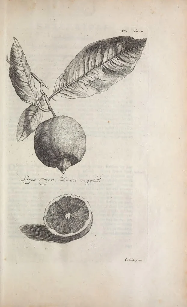 An illustration from De koninglycke hovenier aanwyzende de middelen om boomen : bloemen en kruyden te zaayen, planten, aen queeken en voort teelen : met konstige koperen platen verciert, 1676, leaf 333