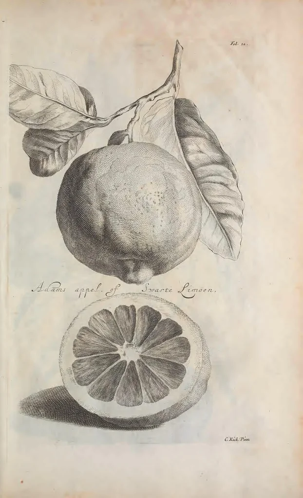 An illustration from De koninglycke hovenier aanwyzende de middelen om boomen : bloemen en kruyden te zaayen, planten, aen queeken en voort teelen : met konstige koperen platen verciert, 1676, leaf 337