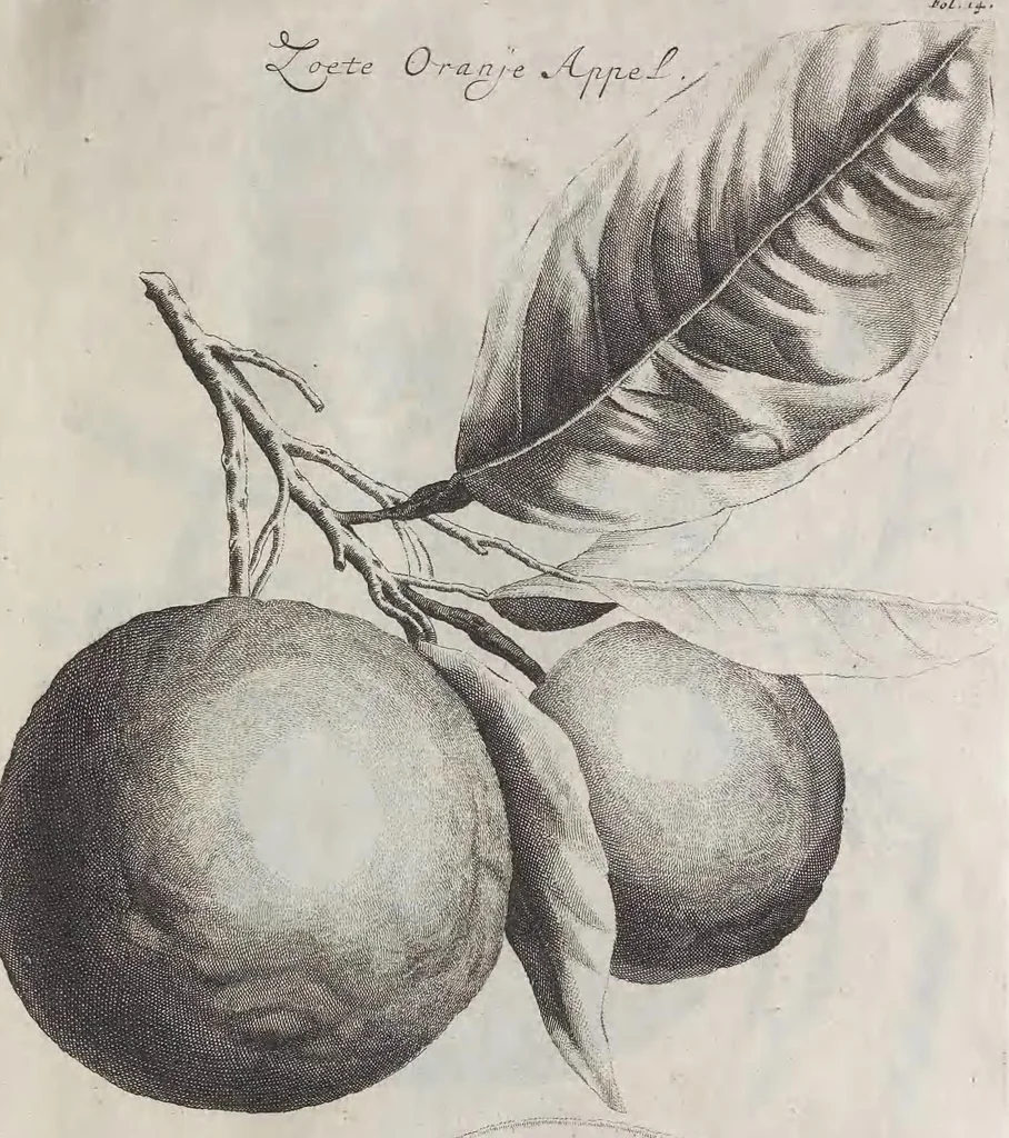 An illustration from De koninglycke hovenier aanwyzende de middelen om boomen : bloemen en kruyden te zaayen, planten, aen queeken en voort teelen : met konstige koperen platen verciert, 1676, leaf 345