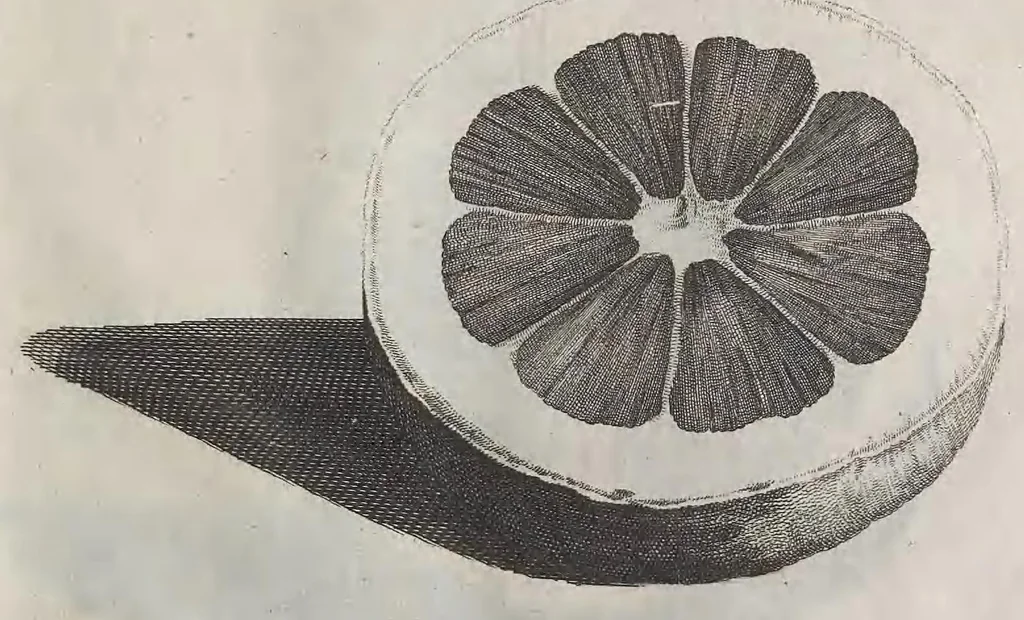 An illustration from De koninglycke hovenier aanwyzende de middelen om boomen : bloemen en kruyden te zaayen, planten, aen queeken en voort teelen : met konstige koperen platen verciert, 1676, leaf 345