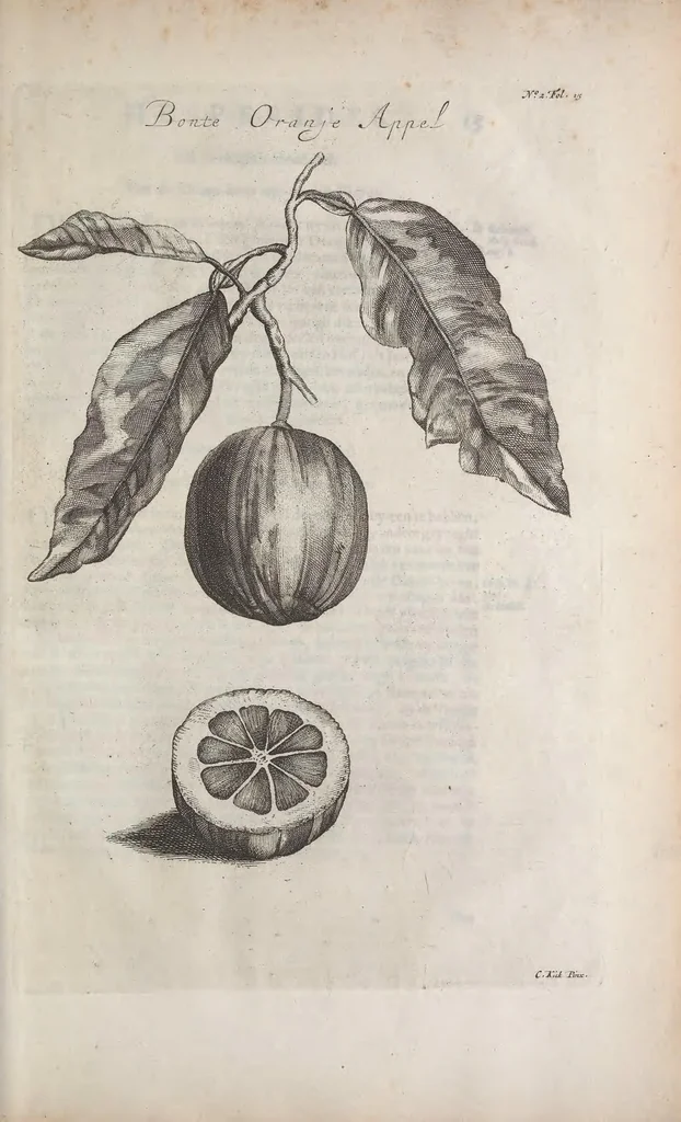 An illustration from De koninglycke hovenier aanwyzende de middelen om boomen : bloemen en kruyden te zaayen, planten, aen queeken en voort teelen : met konstige koperen platen verciert, 1676, leaf 351