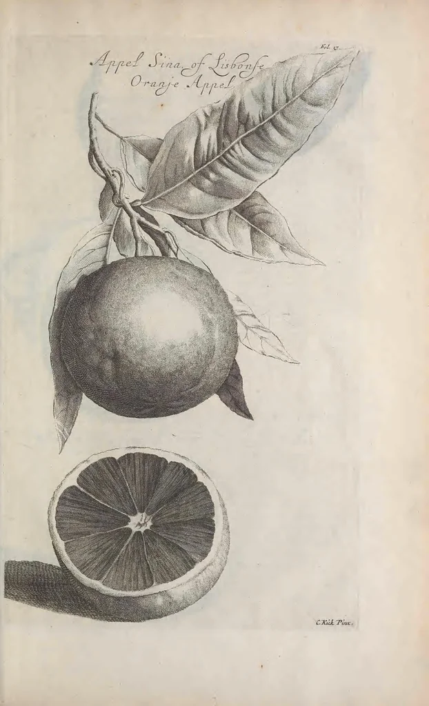 An illustration from De koninglycke hovenier aanwyzende de middelen om boomen : bloemen en kruyden te zaayen, planten, aen queeken en voort teelen : met konstige koperen platen verciert, 1676, leaf 357