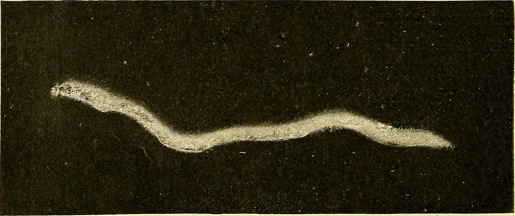 An illustration from Konstruktion, Bau und Betrieb von Funkeninduktoren und deren Anwendung, mit besonderer Berücksichtigung der Röntgenstrahlen-Technik, 1904, leaf 63