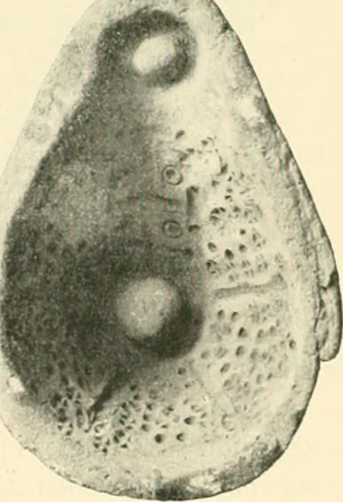 An illustration from Koptische Kunst, 1904, leaf 299