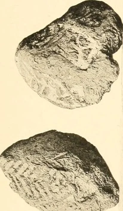 An illustration from Koptische Kunst, 1904, leaf 310