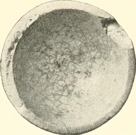 An illustration from Koptische Kunst, 1904, leaf 322