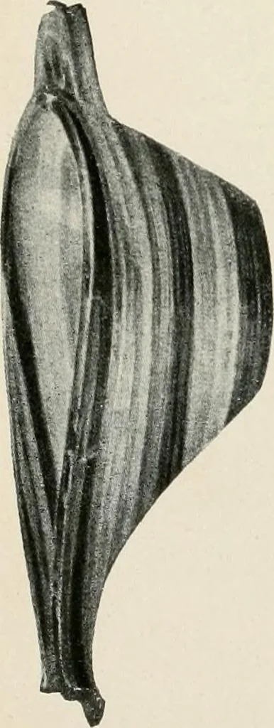 An illustration from Kretische Kunst, 1921, leaf 16