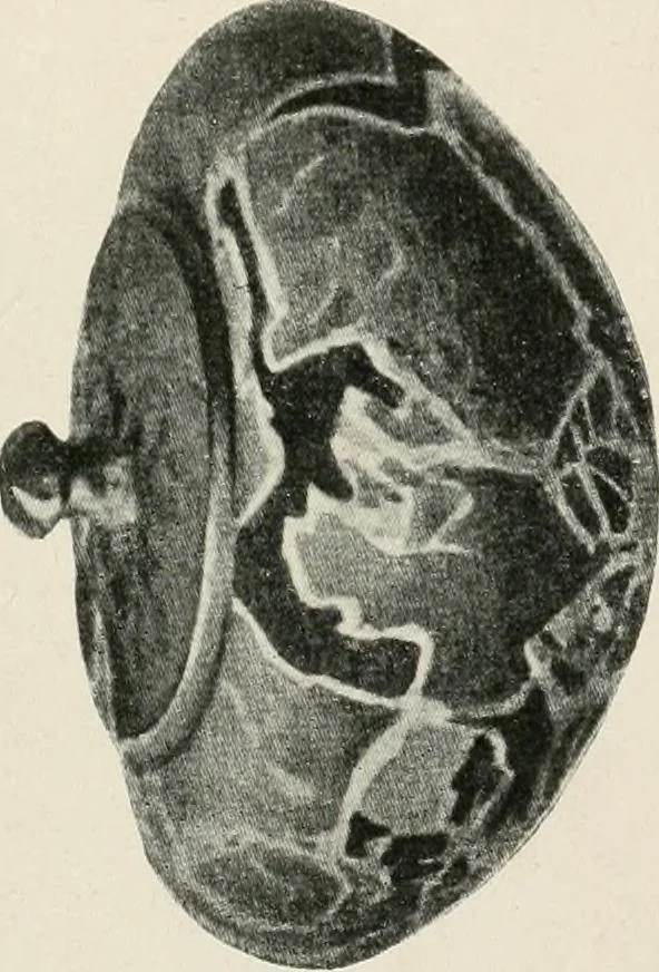 An illustration from Kretische Kunst, 1921, leaf 16
