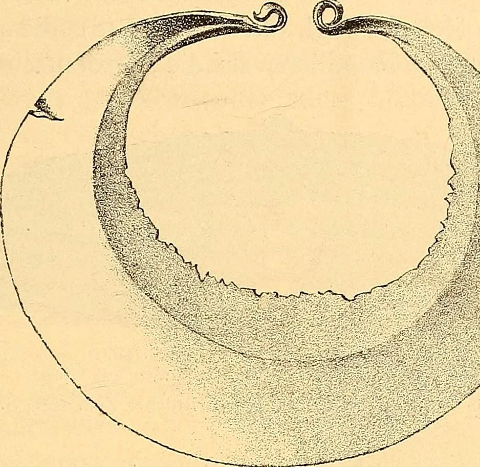 An illustration from Körperpflege und Kleidung bei den Deutschen von den ältesten geschichtlichen Zeiten bis zum 16. Jahrhundert, 1903, leaf 350