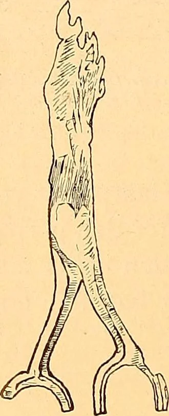 An illustration from Körperpflege und Kleidung bei den Deutschen von den ältesten geschichtlichen Zeiten bis zum 16. Jahrhundert, 1903, leaf 75