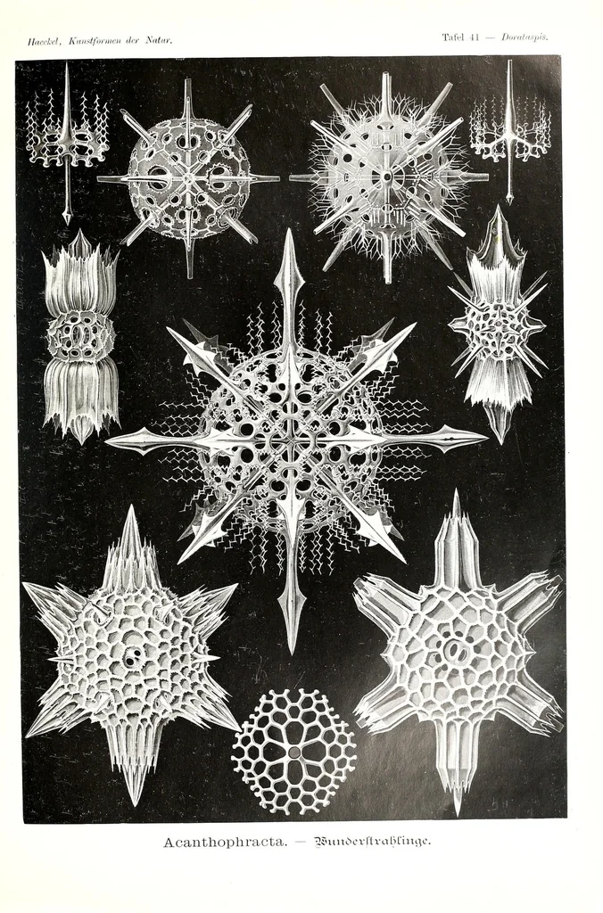 An illustration from Kunstformen der Natur, 1904, leaf 199