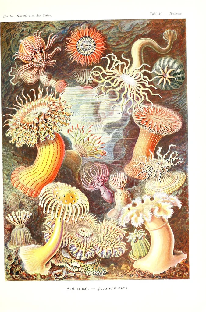 An illustration from Kunstformen der Natur, 1904, leaf 237