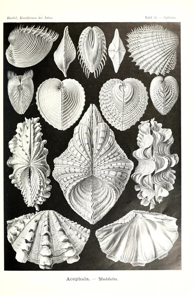 An illustration from Kunstformen der Natur, 1904, leaf 273