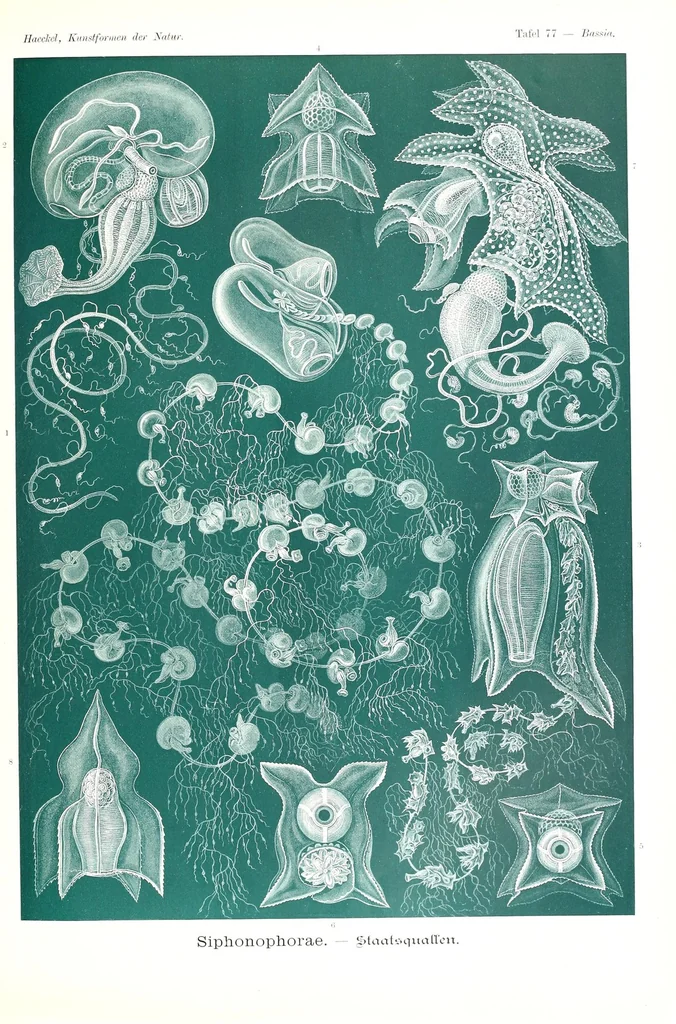 An illustration from Kunstformen der Natur, 1904, leaf 381