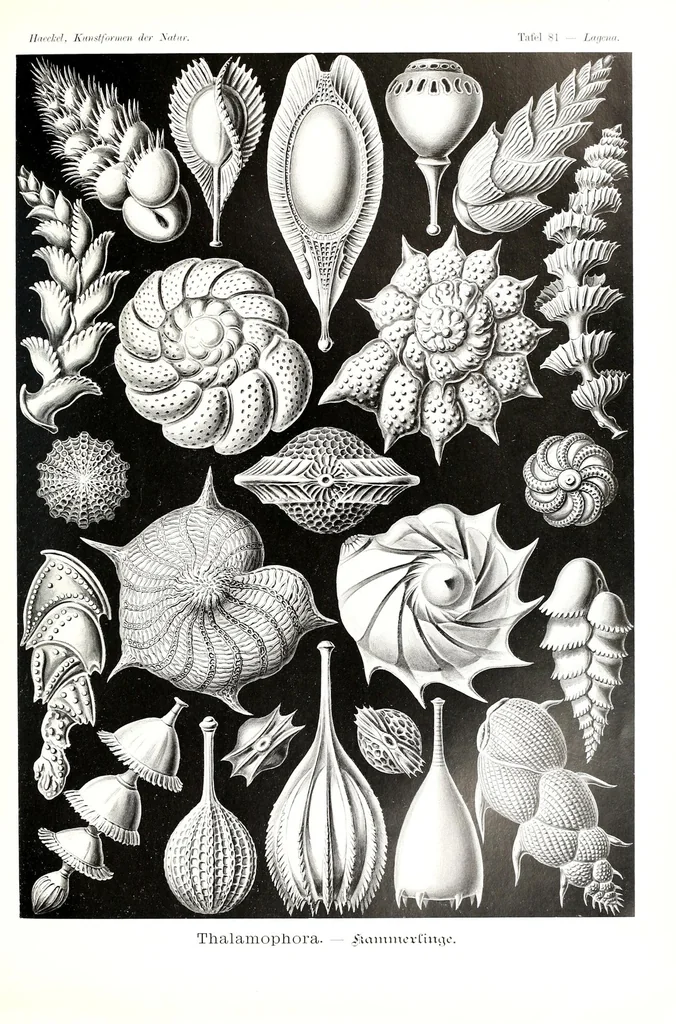 An illustration from Kunstformen der Natur, 1904, leaf 403