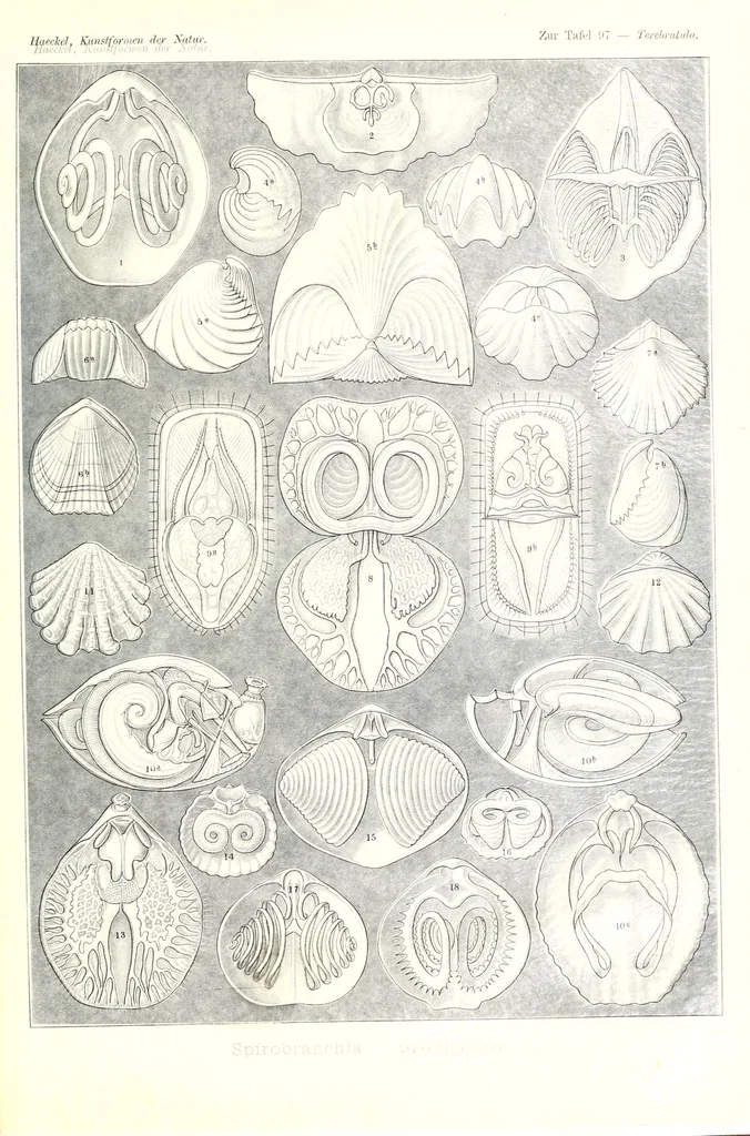 An illustration from Kunstformen der Natur, 1904, leaf 481