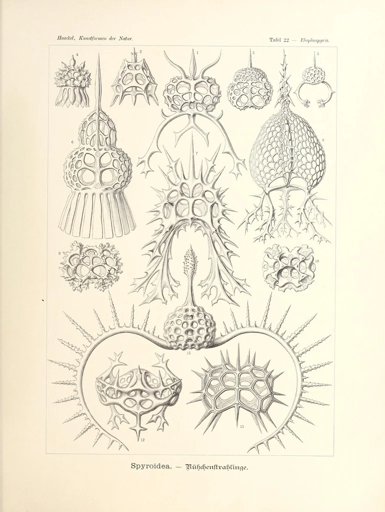 An illustration from Kunstformen der Natur, 1904, leaf 107