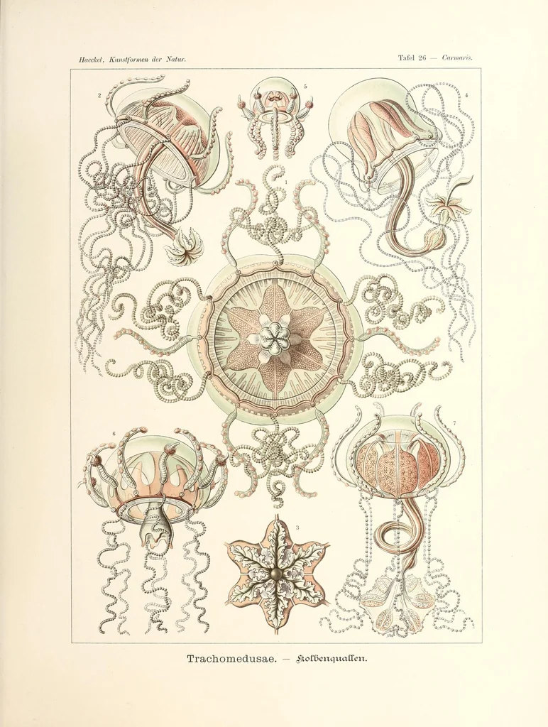 An illustration from Kunstformen der Natur, 1904, leaf 121