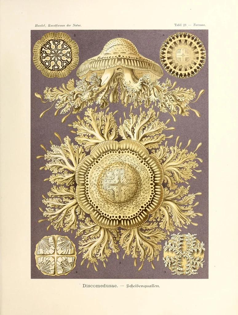 An illustration from Kunstformen der Natur, 1904, leaf 129