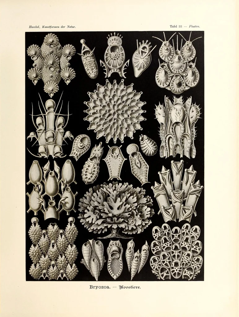 An illustration from Kunstformen der Natur, 1904, leaf 163