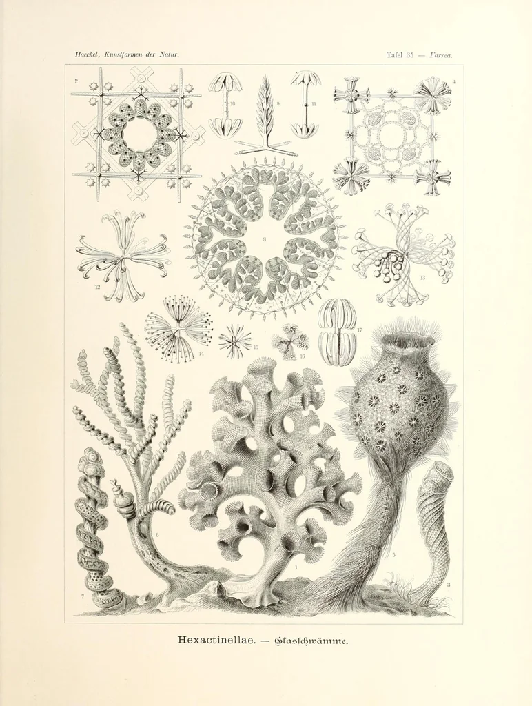 An illustration from Kunstformen der Natur, 1904, leaf 171