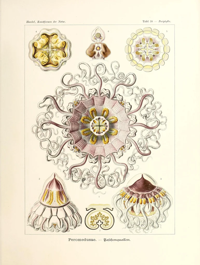 An illustration from Kunstformen der Natur, 1904, leaf 183