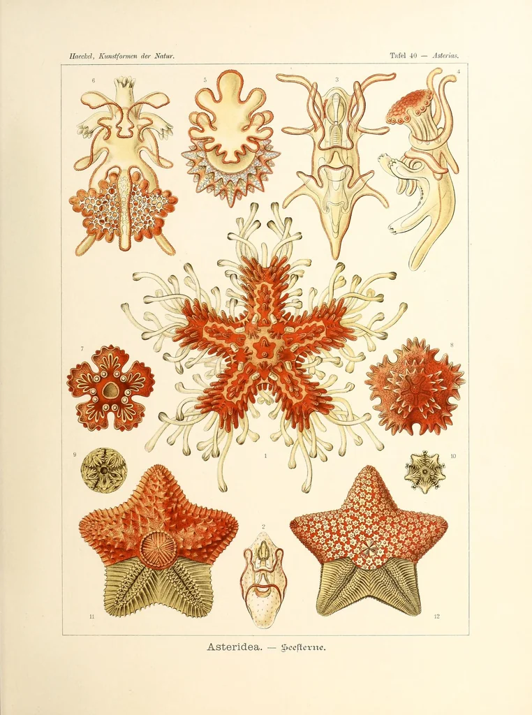 An illustration from Kunstformen der Natur, 1904, leaf 193
