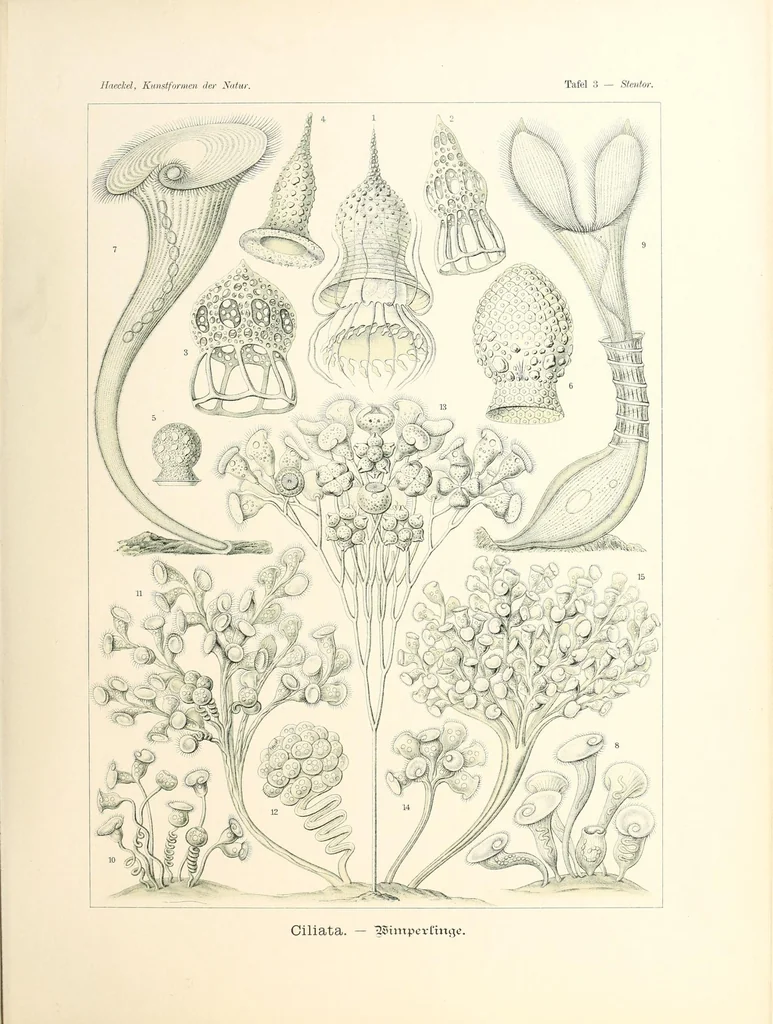 An illustration from Kunstformen der Natur, 1904, leaf 21