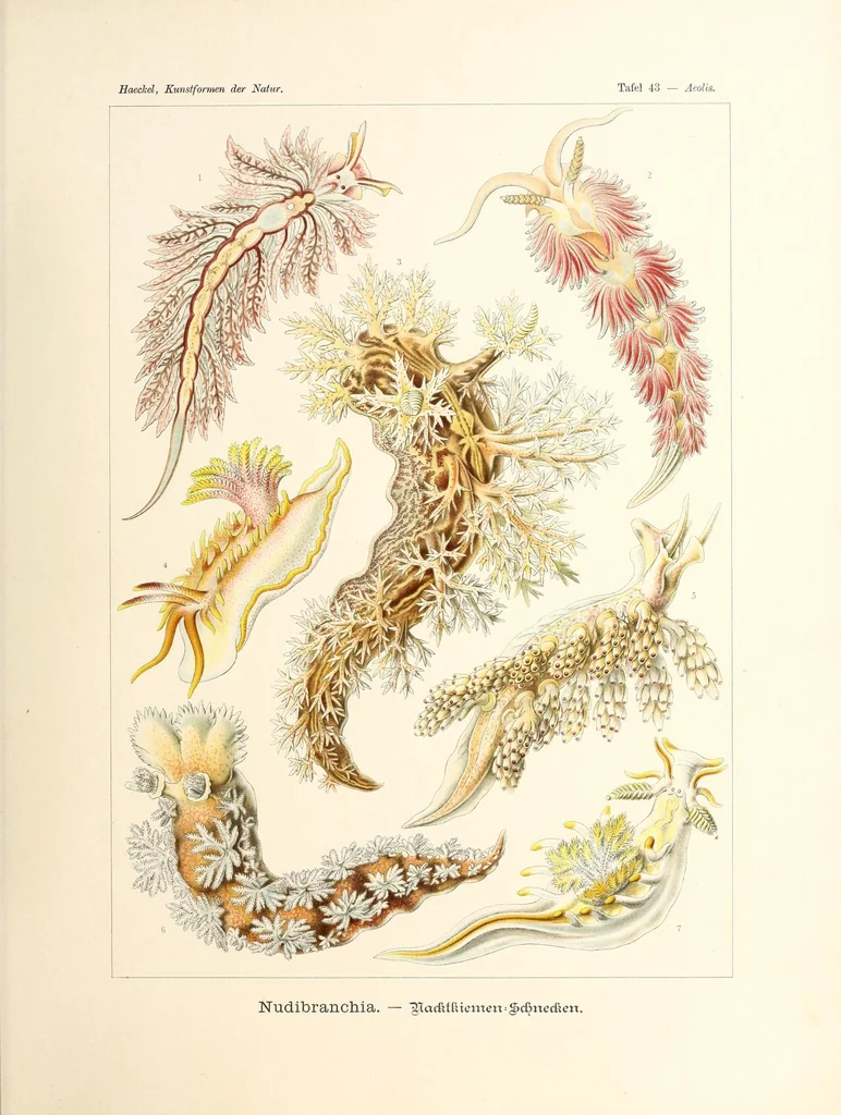 An illustration from Kunstformen der Natur, 1904, leaf 213