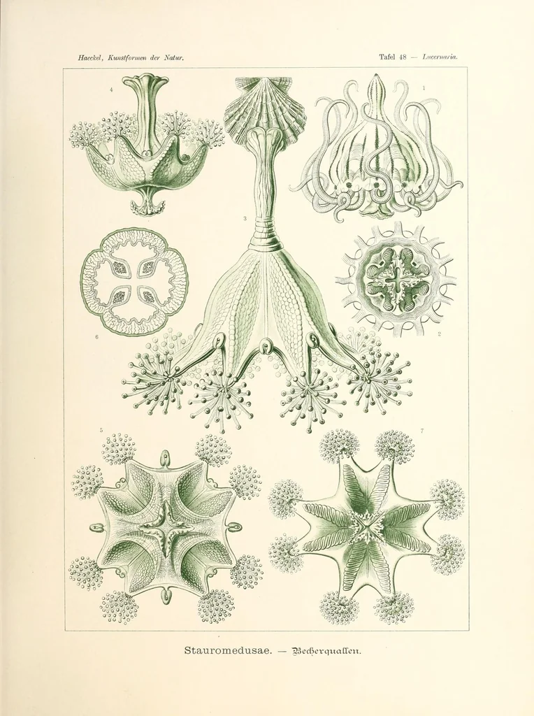 An illustration from Kunstformen der Natur, 1904, leaf 237