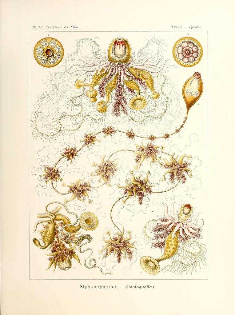 An illustration from Kunstformen der Natur, 1904, leaf 37
