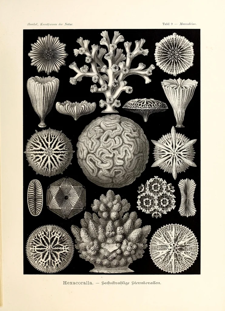 An illustration from Kunstformen der Natur, 1904, leaf 47
