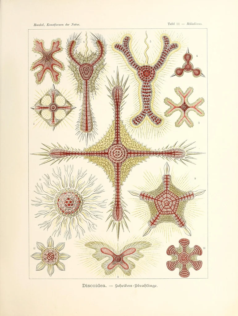 An illustration from Kunstformen der Natur, 1904, leaf 61