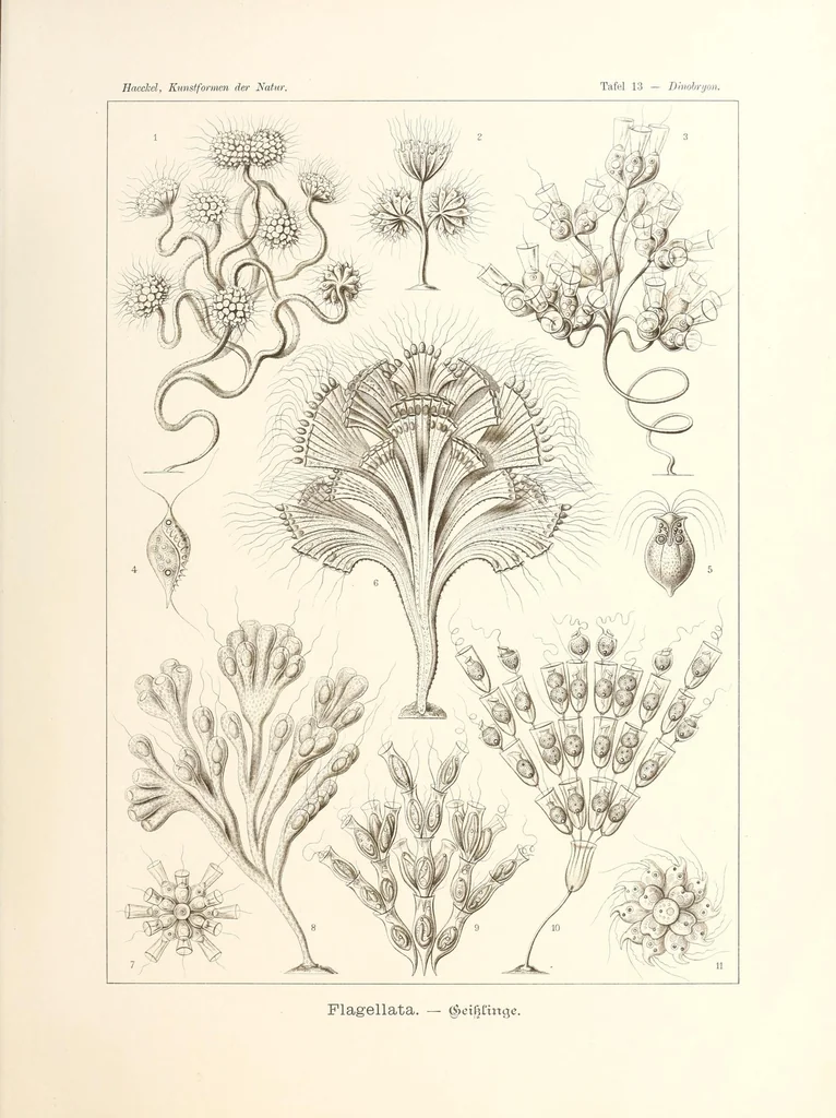 An illustration from Kunstformen der Natur, 1904, leaf 69