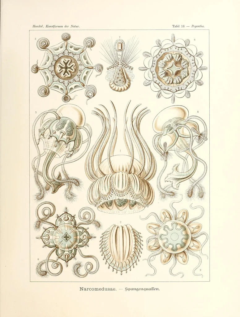 An illustration from Kunstformen der Natur, 1904, leaf 81