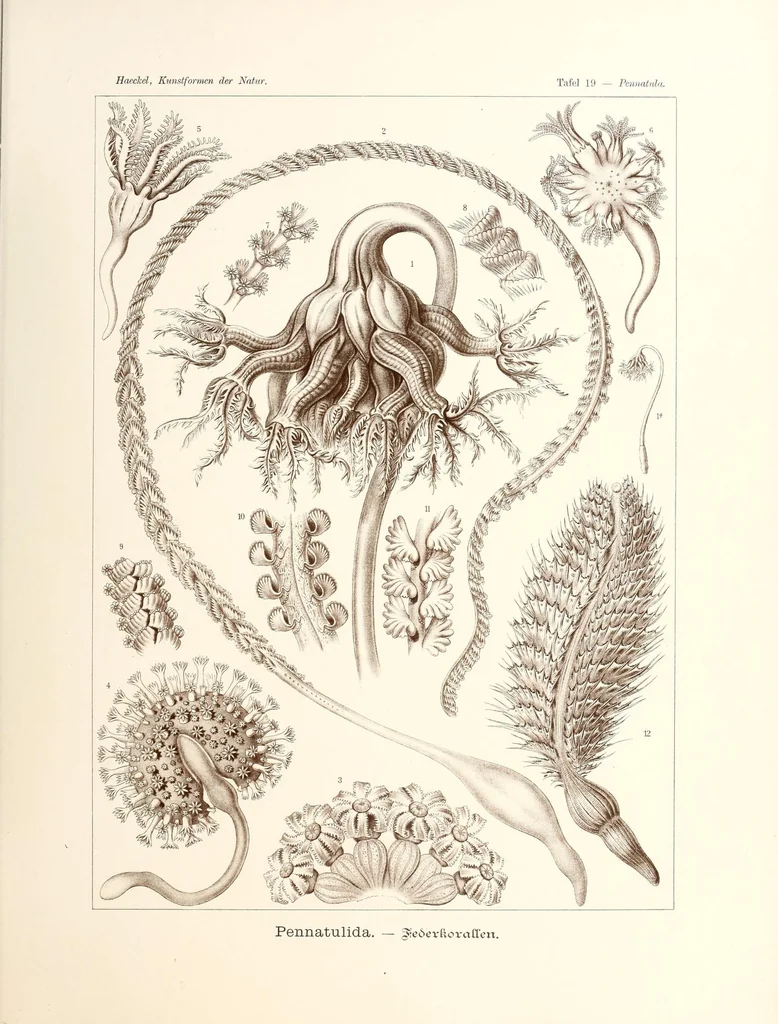 An illustration from Kunstformen der Natur, 1904, leaf 89