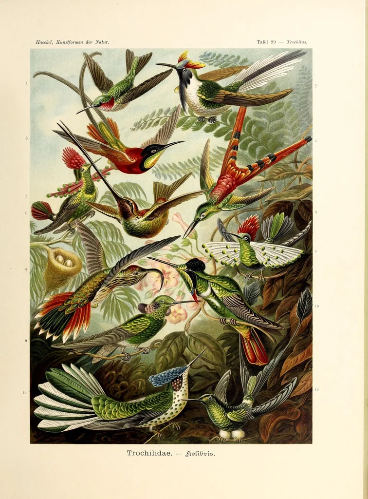 An illustration from Kunstformen der Natur, 1904, leaf 105