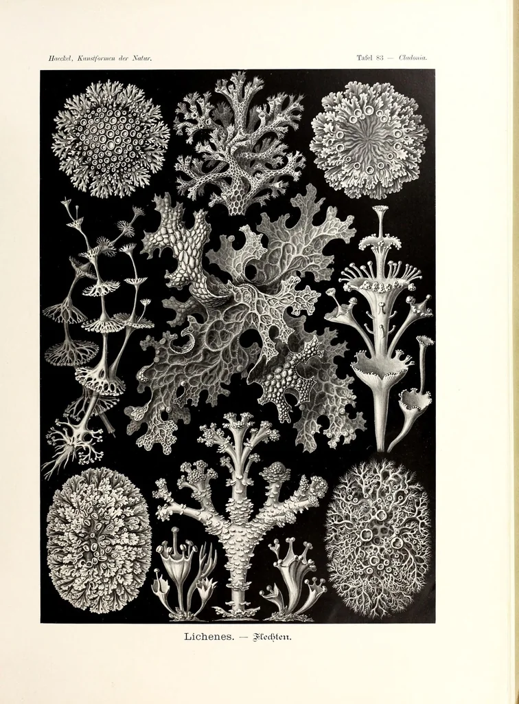 An illustration from Kunstformen der Natur, 1904, leaf 19
