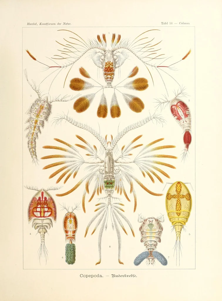 An illustration from Kunstformen der Natur, 1904, leaf 203