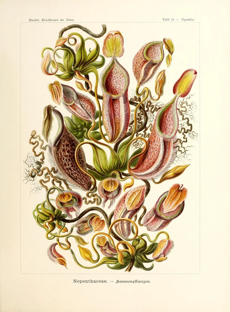 An illustration from Kunstformen der Natur, 1904, leaf 241