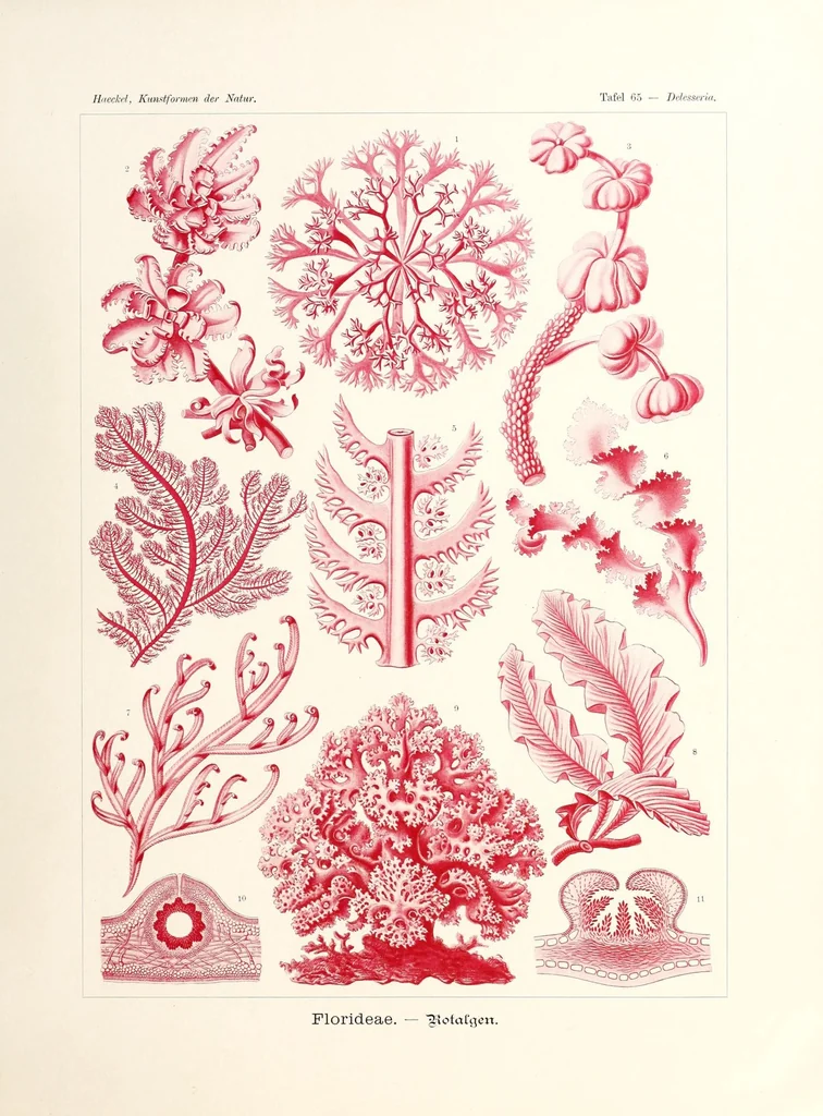 An illustration from Kunstformen der Natur, 1904, leaf 253