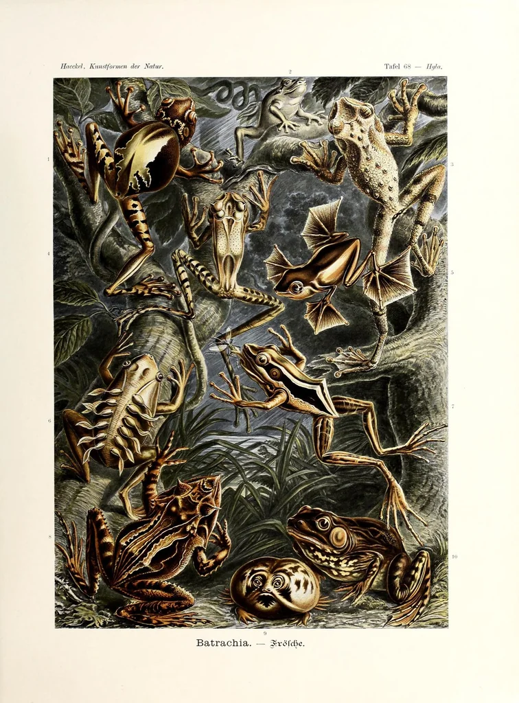 An illustration from Kunstformen der Natur, 1904, leaf 265
