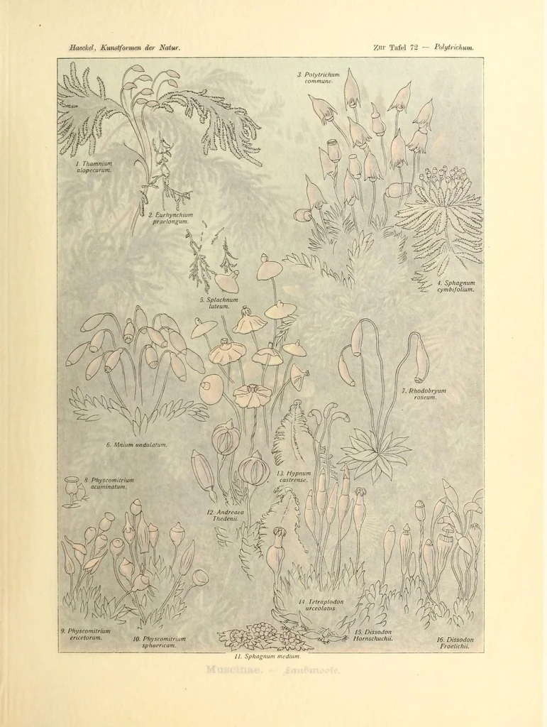 An illustration from Kunstformen der Natur, 1904, leaf 289