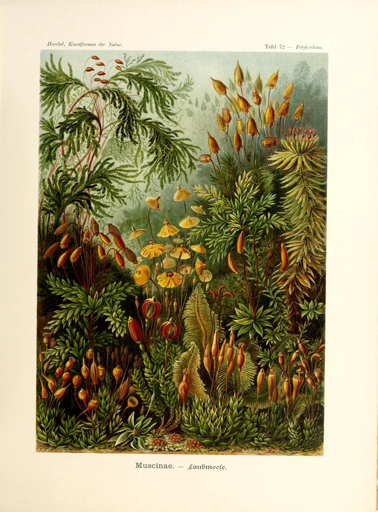 An illustration from Kunstformen der Natur, 1904, leaf 291