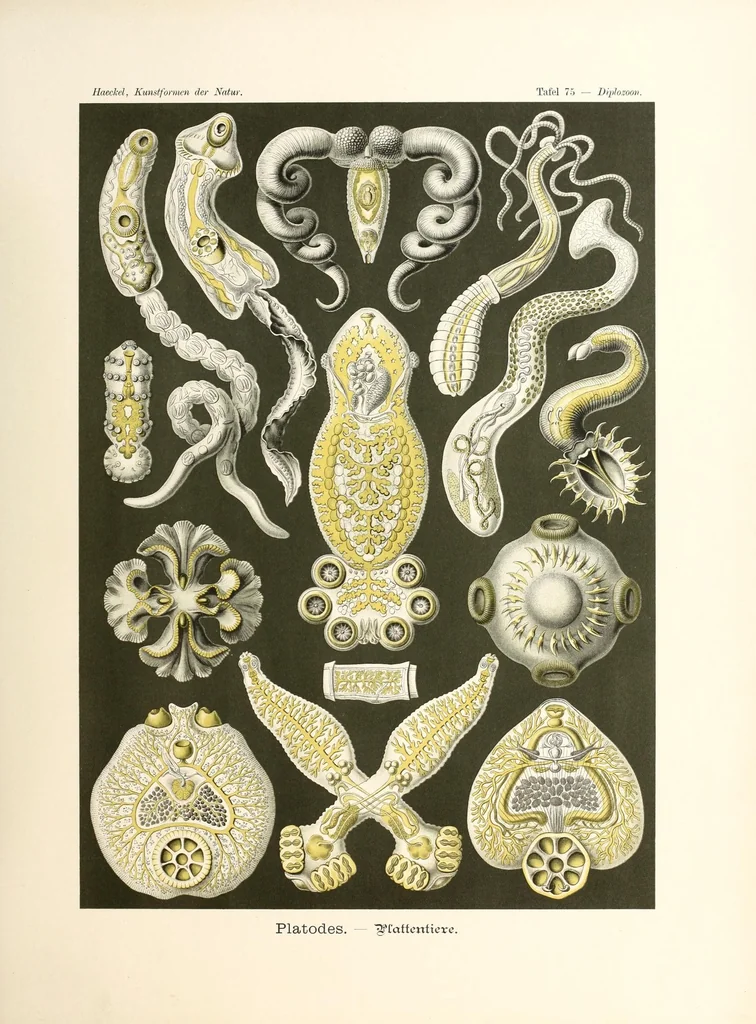 An illustration from Kunstformen der Natur, 1904, leaf 309