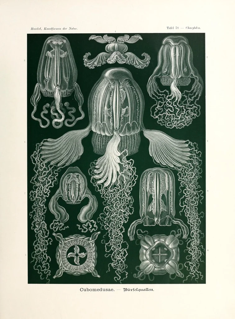 An illustration from Kunstformen der Natur, 1904, leaf 319