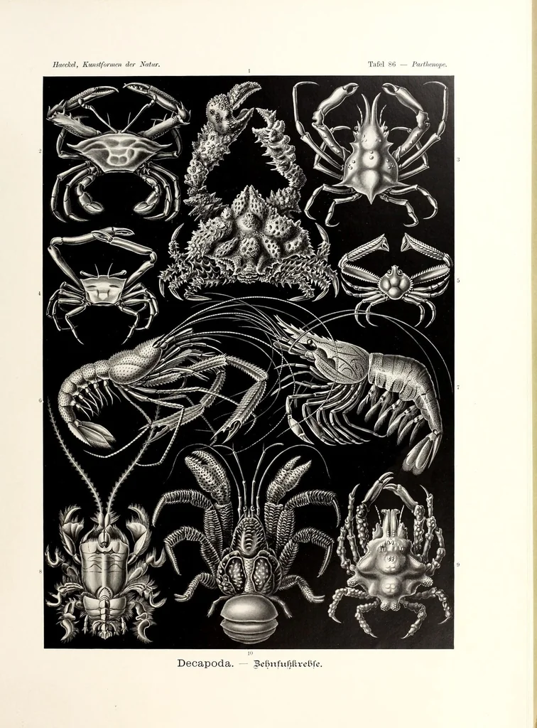 An illustration from Kunstformen der Natur, 1904, leaf 35