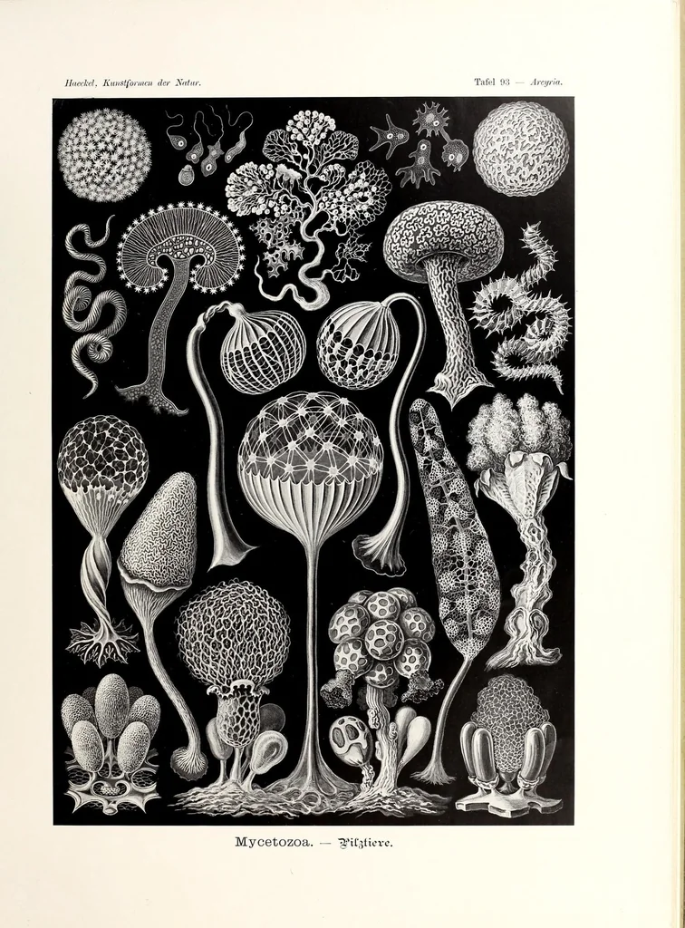 An illustration from Kunstformen der Natur, 1904, leaf 77
